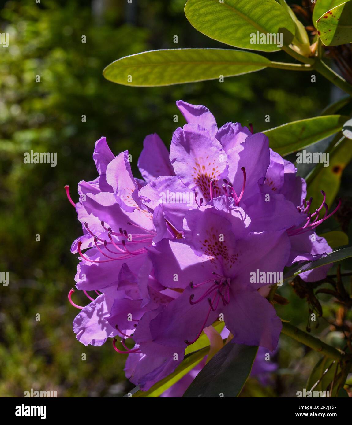 Rhododendron, der im Wald blüht Stockfoto