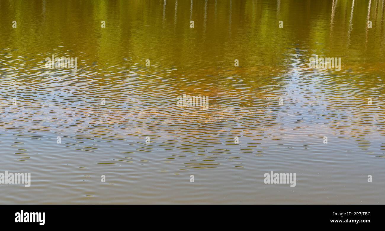 Teich mit Unterwasserfelsen in der Natur im Sommer Stockfoto