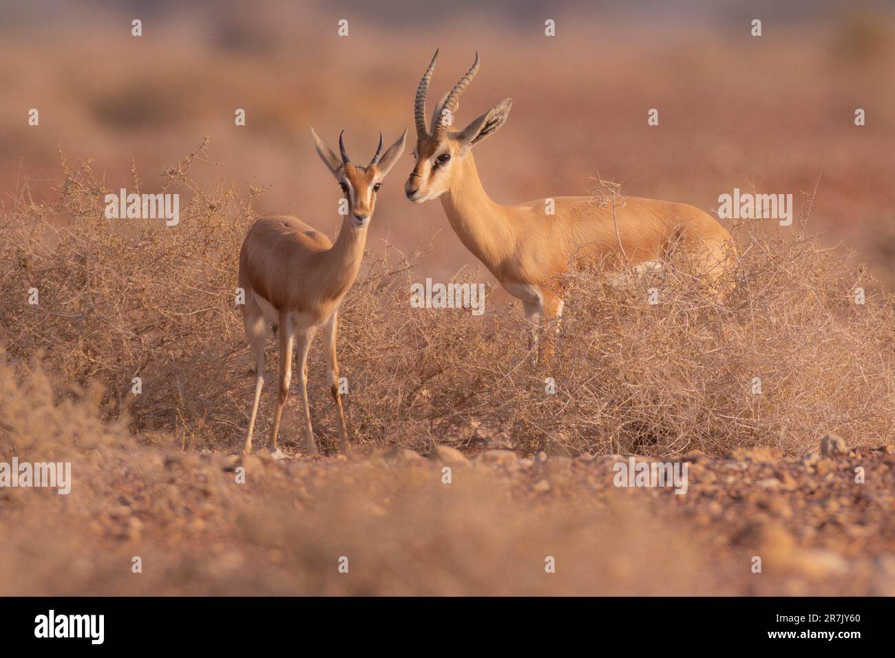 Dorcas Gazelle (Gazella dorcas), auch bekannt als Ariel Gazelle und غزال دوركاس, wurde im Januar in Israel fotografiert Stockfoto