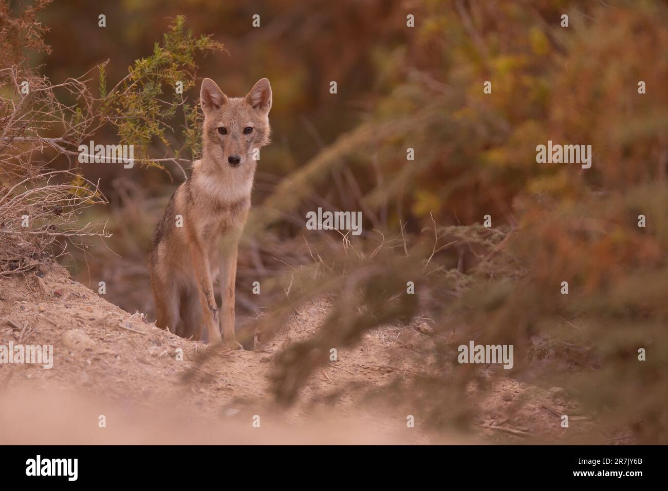 Goldener Schakal (Canis aureus), auch als asiatischer, orientalischer oder gewöhnlicher Schakal bezeichnet, und ابن آوى الذهبي fotografiert in einem trockenen Dessert in Israel Stockfoto