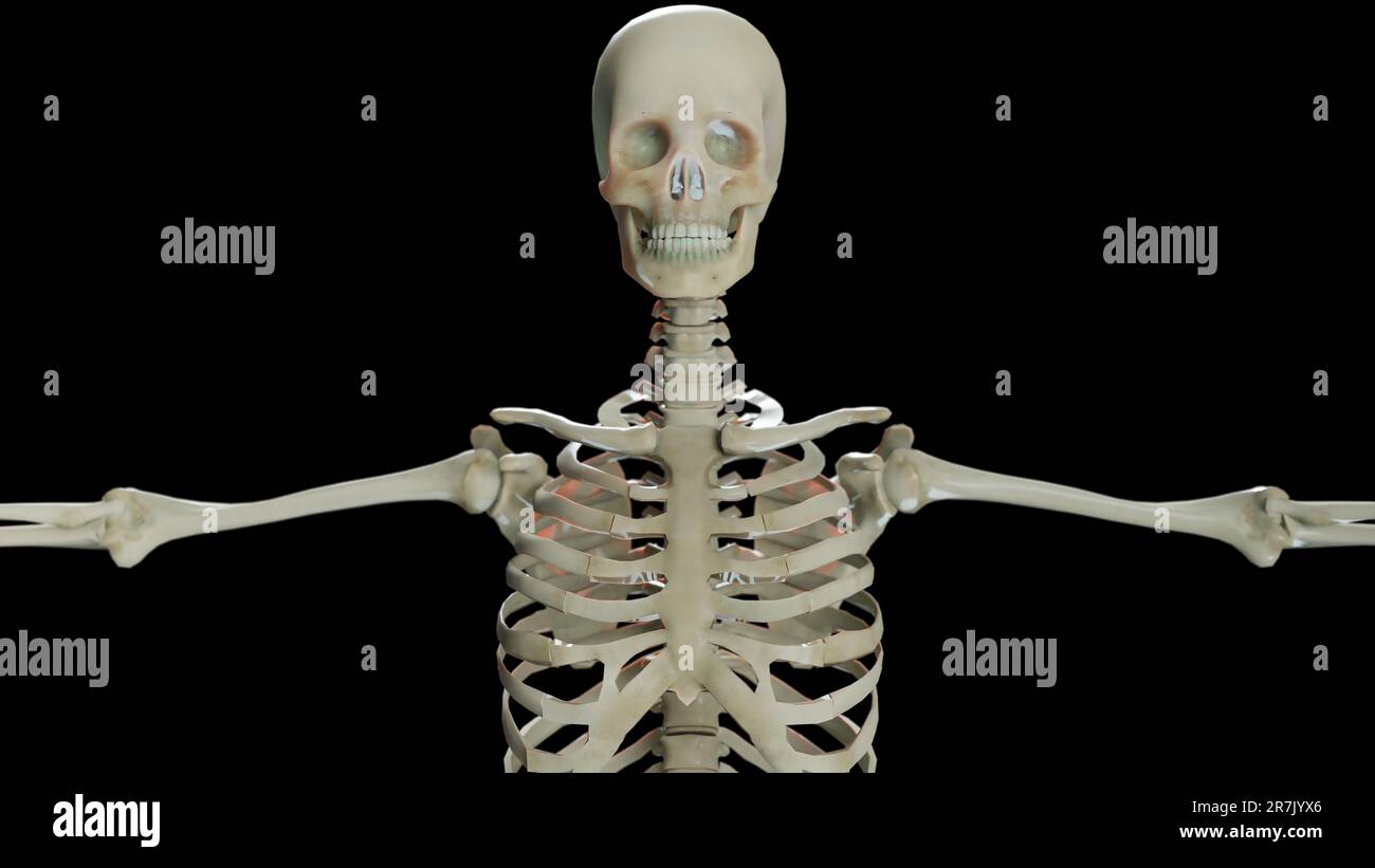 Menschliche männliche Skelettanatomie. Medizinische Genauigkeit, schwarzer Hintergrund, 3D-Rendering Stockfoto
