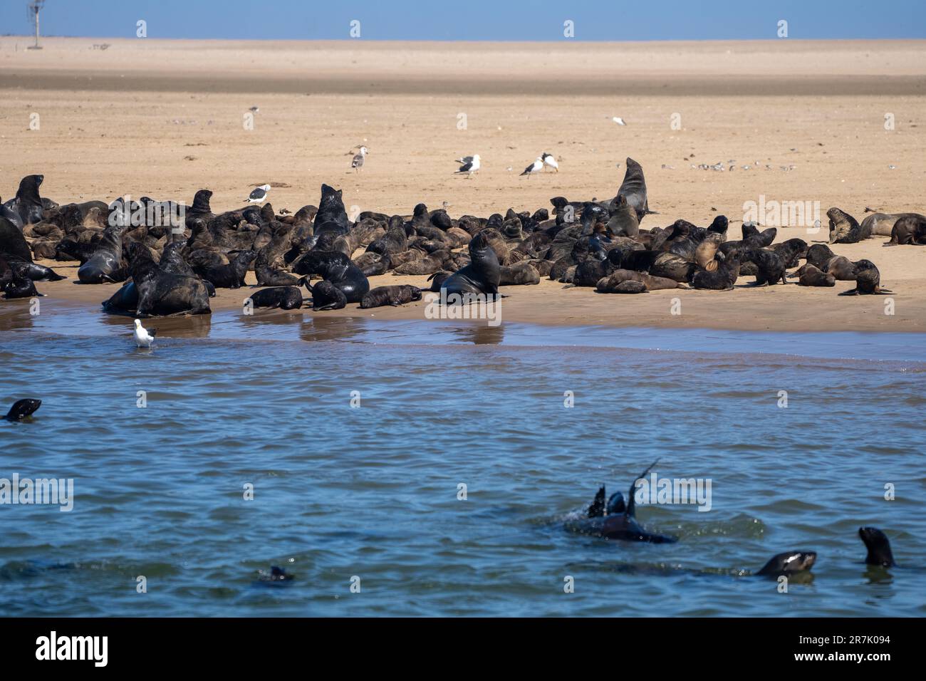 Eine Kolonie der braunen Seebären (Arctocephalus pusillus), auch bekannt als Kapfellrobbe, südafrikanische Seebären und australische Seebären, fotografiert Stockfoto