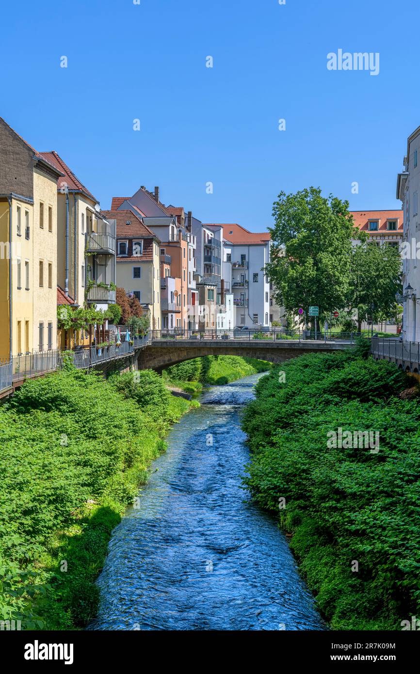 Der Triebisch in der Altstadt von Meissen bei Dresden im Freistaat Sachsen. Die Ufer sind mit japanischem Knotweed bedeckt. Stockfoto
