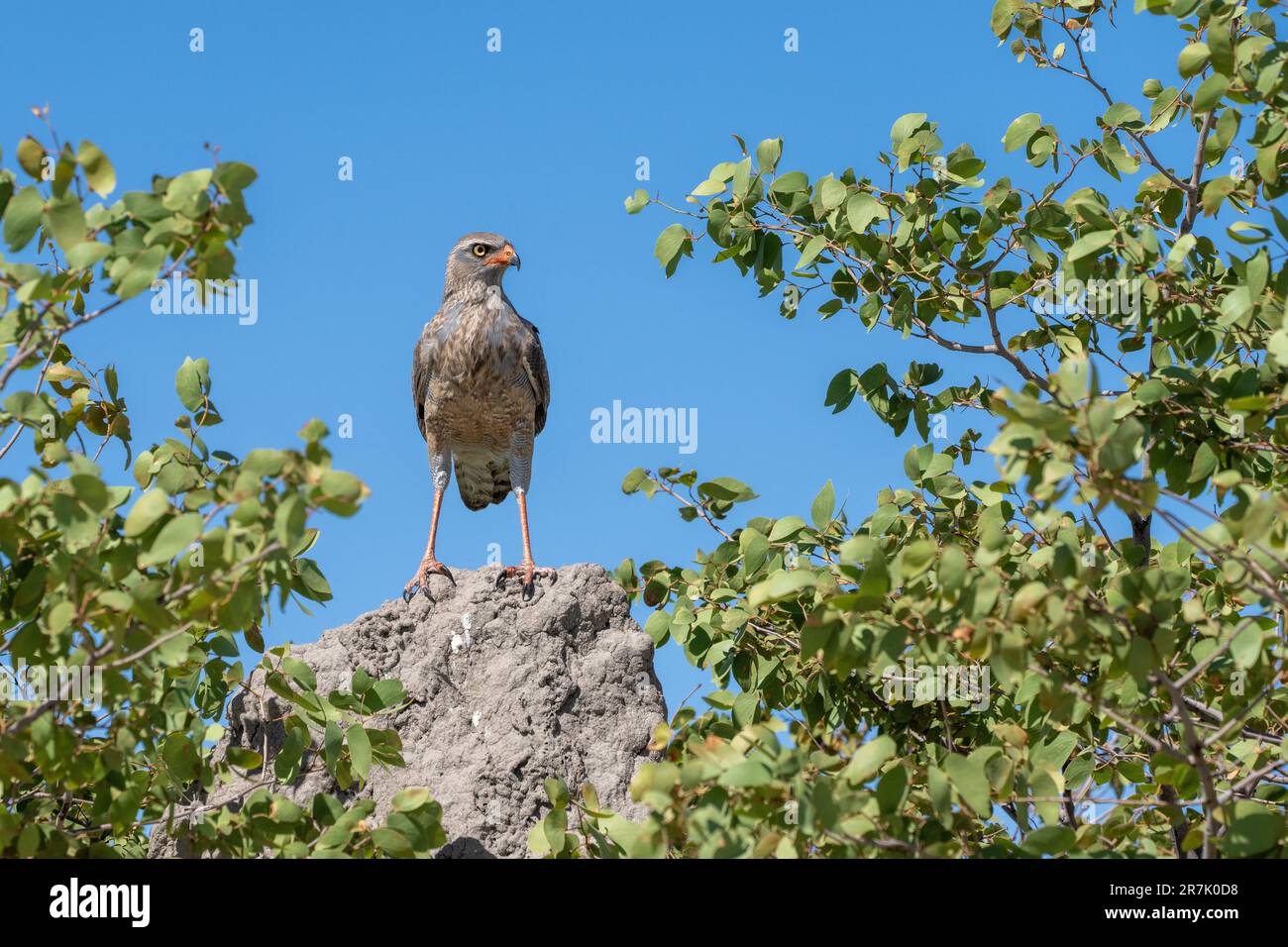 Blass chanting goshawk (Melierax canorus) hocken in einem Baum. Dieses fleischfressende Bird-of-Prey bewohnt die Savanne und Buschlandschaften der südlichen und östlichen Stockfoto