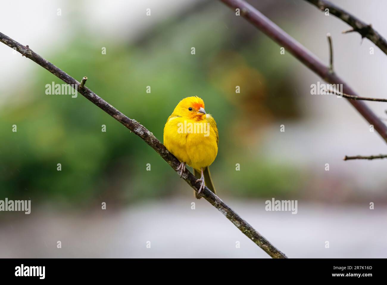 Wunderschöne Saffronfinke hoch oben auf einem hinterlassenen Ast vor unscharfem grünen Hintergrund, Serra da Mantiqueira, Atlantic Forest, Itatiaia, Brasilien Stockfoto