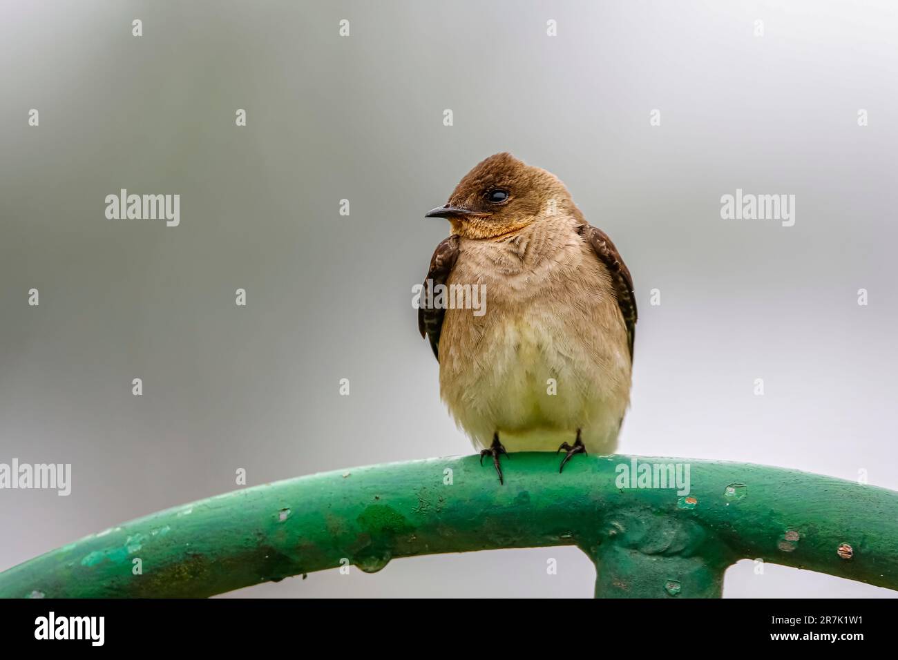 Nahaufnahme eines braunen Martin hoch oben auf einem grünen Metallrohr vor unscharfem grauen Hintergrund, Serra da Mantiqueira, Atlantic Forest, Itatiaia, Stockfoto