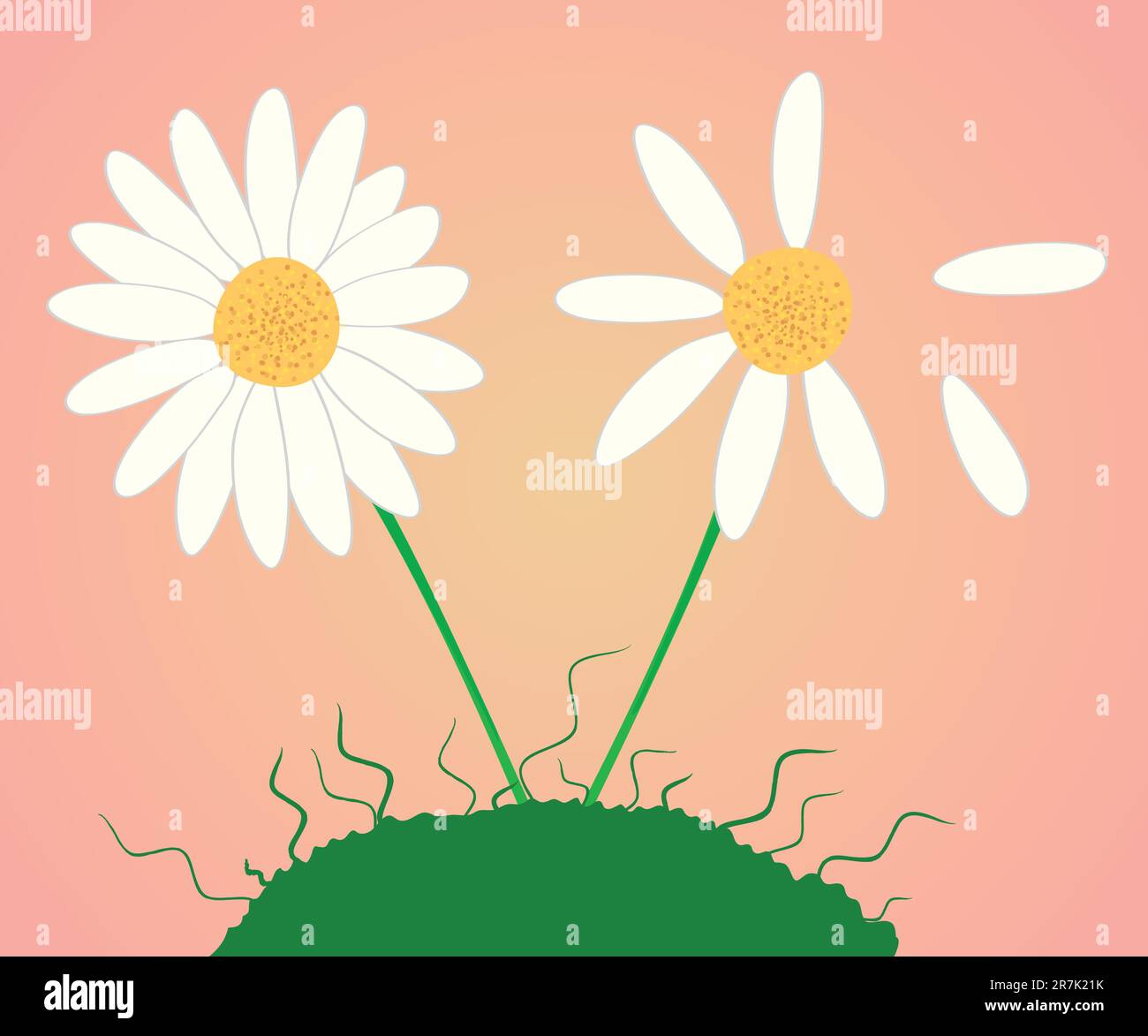 Zwei Gänseblümchen auf einer Wiese: Jung und alt Stock Vektor