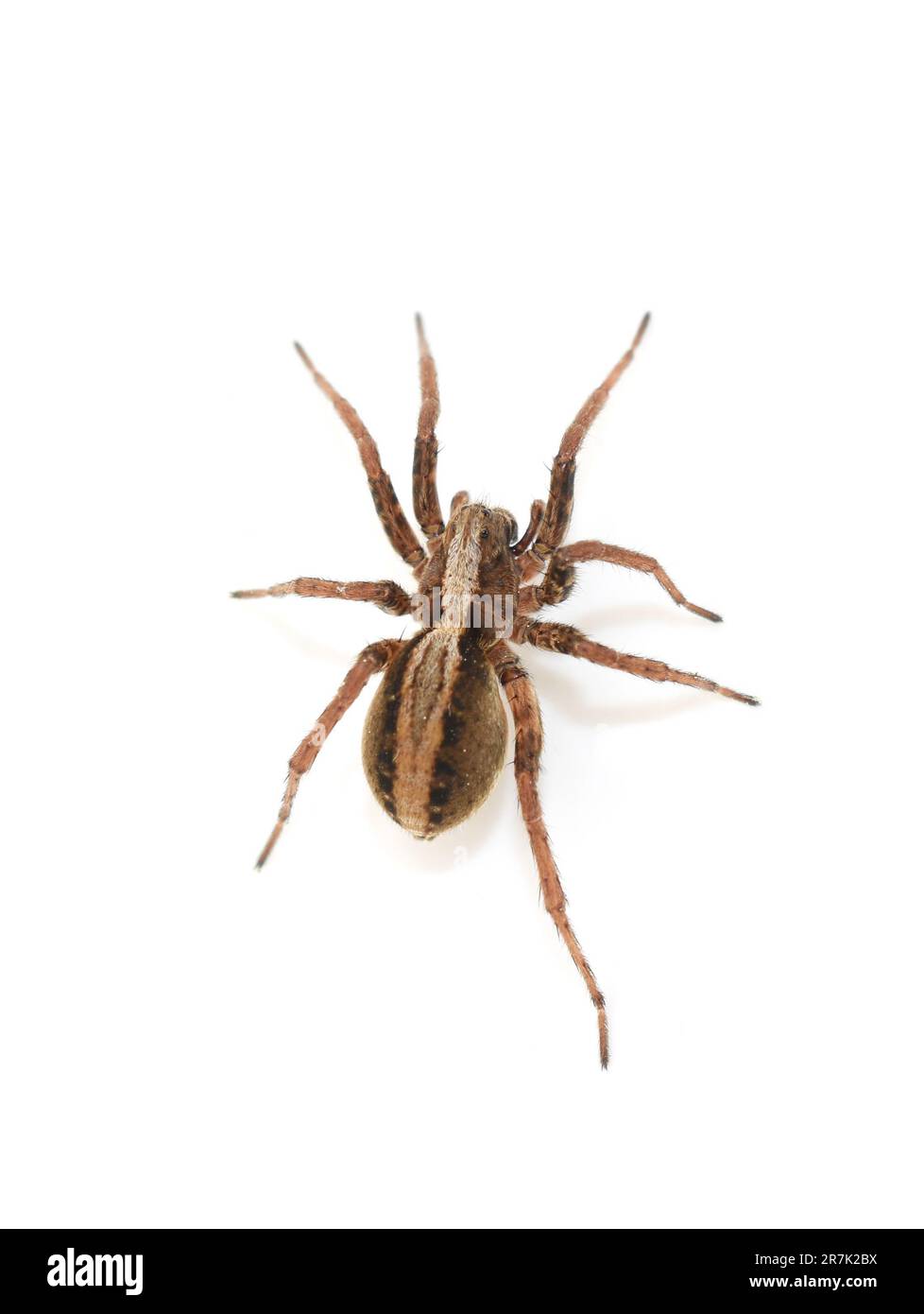Braunhaarige Wolfsspinne Alopecosa pulverulenta auf weißem Hintergrund Stockfoto