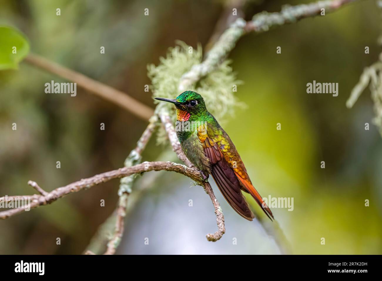 Wunderschöner, farbenfroher brasilianischer Rubin auf einem Ast vor unscharfem grünen Hintergrund, Serra da Mantiqueira, Atlantic Forest, Itatiaia, Brasilien Stockfoto