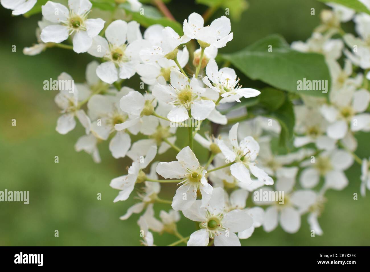 Nahaufnahme des Vogelkirschbaums Prunus padus blühende weiße Blumen im Frühling Stockfoto