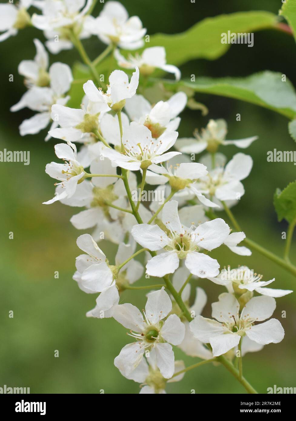 Nahaufnahme des Vogelkirschbaums Prunus padus blühende weiße Blumen im Frühling Stockfoto