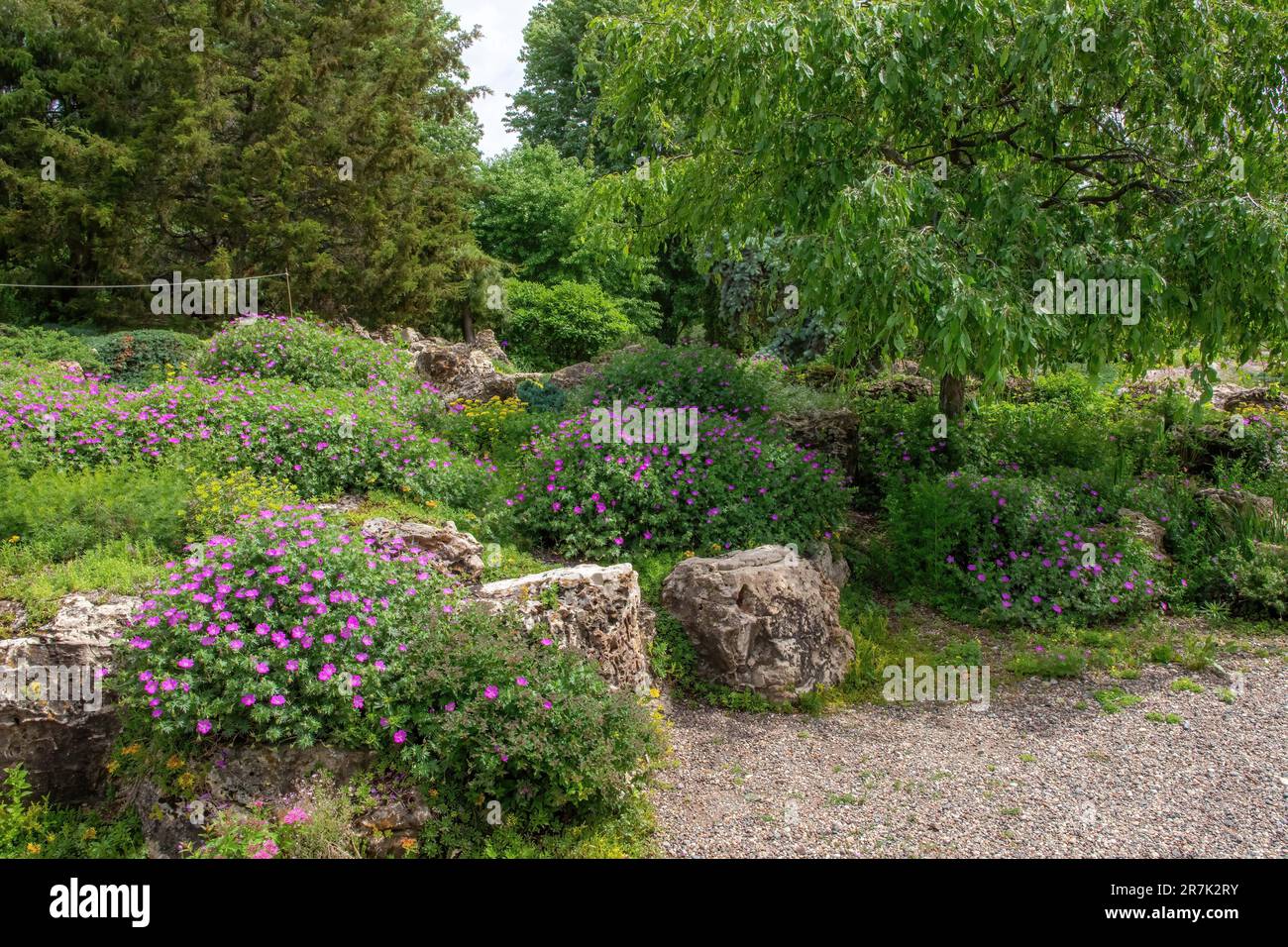 Der Lyndale Park Peace Garden in Minneapolis, Minnesota, USA, ist ein Felsgarten mit violetten Blumen. Stockfoto