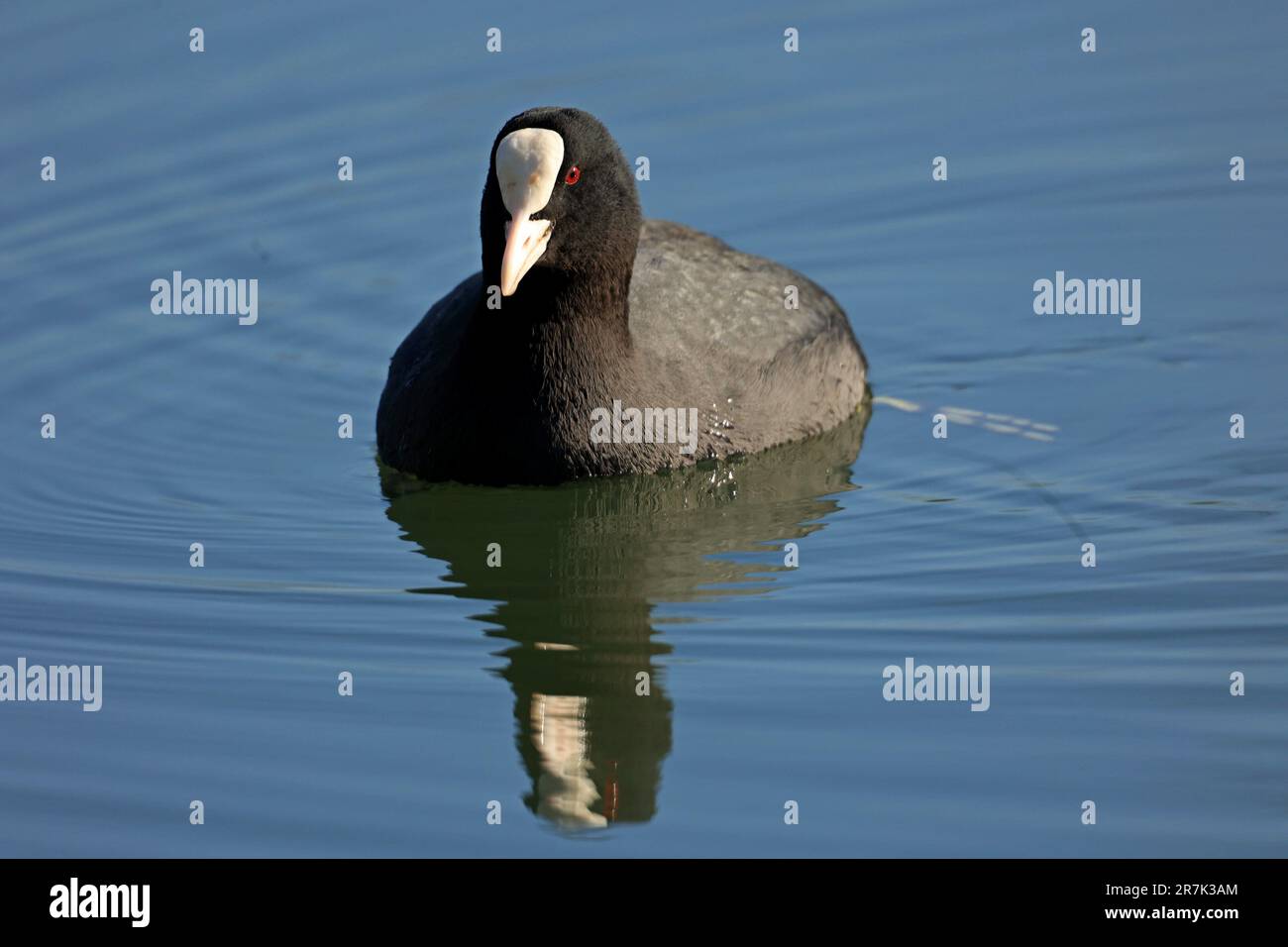 Eine große Ente mit schwarzem Gefieder, die auf einem Gewässer schwimmt Stockfoto