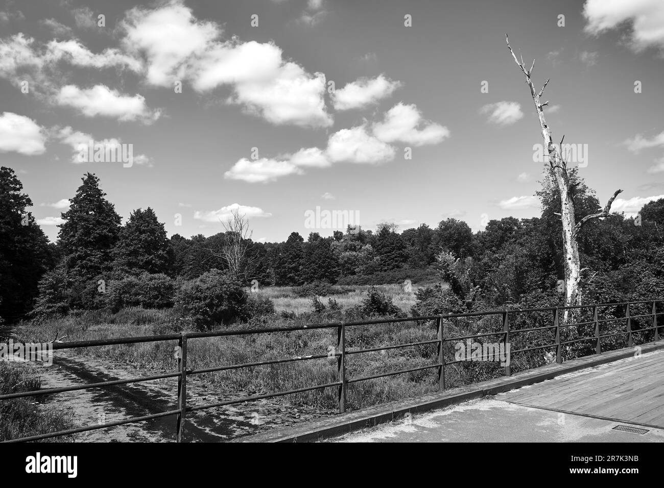 Die Brücke über die Obra und ein trockener Baum in Polen, monochrom Stockfoto