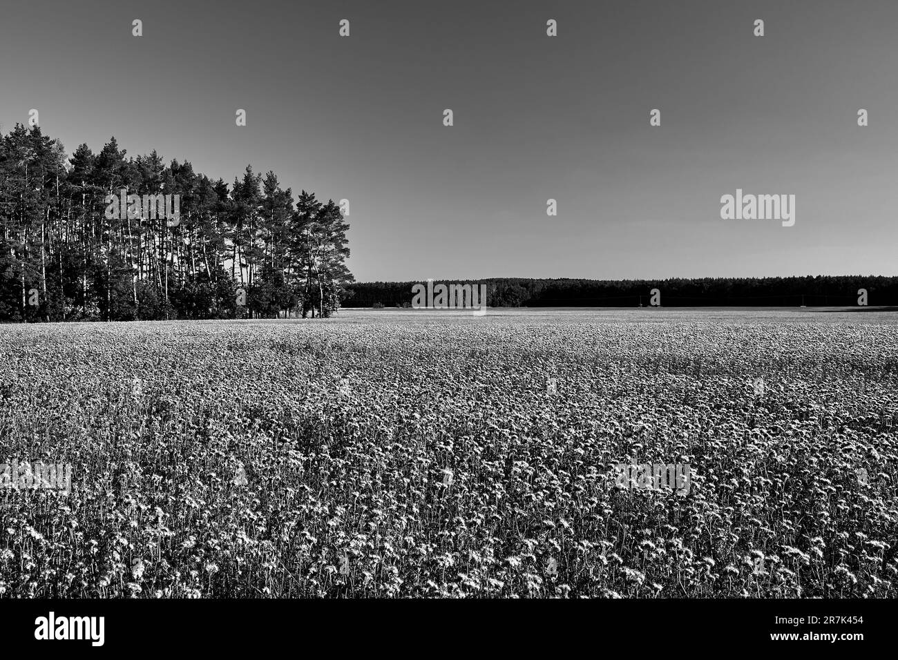 Anbau von Phacelia tanacetifolia auf einer Waldwiese in Polen, monochrom Stockfoto