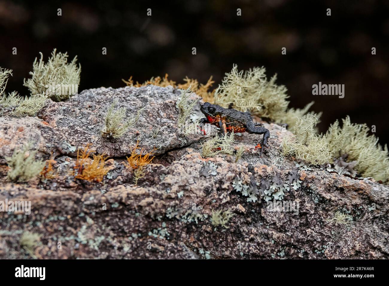 Nahaufnahme einer winzigen, wunderschönen Mooskröte aus Maldonada, einer endemischen brasilianischen Kröte, auf Granitfelsen mit Moospflanzen vor dunklem Hintergrund, Itatiaia, Stockfoto