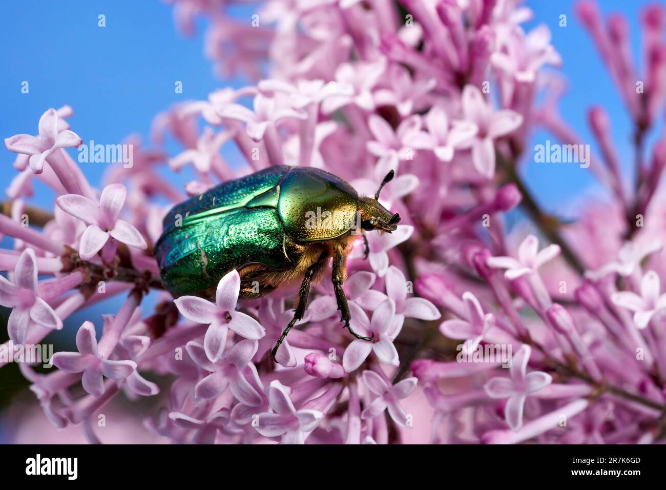 Grüne Rose Chafer (Cetonia aurata) auf kleinen rosa Fliederblumen Stockfoto