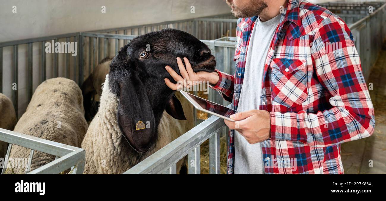 Die ärztliche Untersuchung von Schafen in der Nutztierhaltung. Stockfoto
