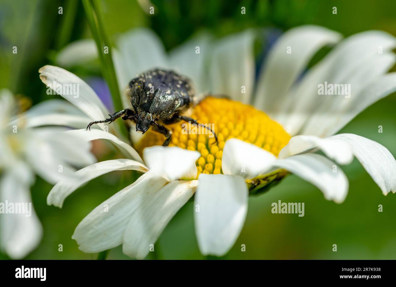 Trauernder Rosenkäfer auf Daisy 01 Stockfoto