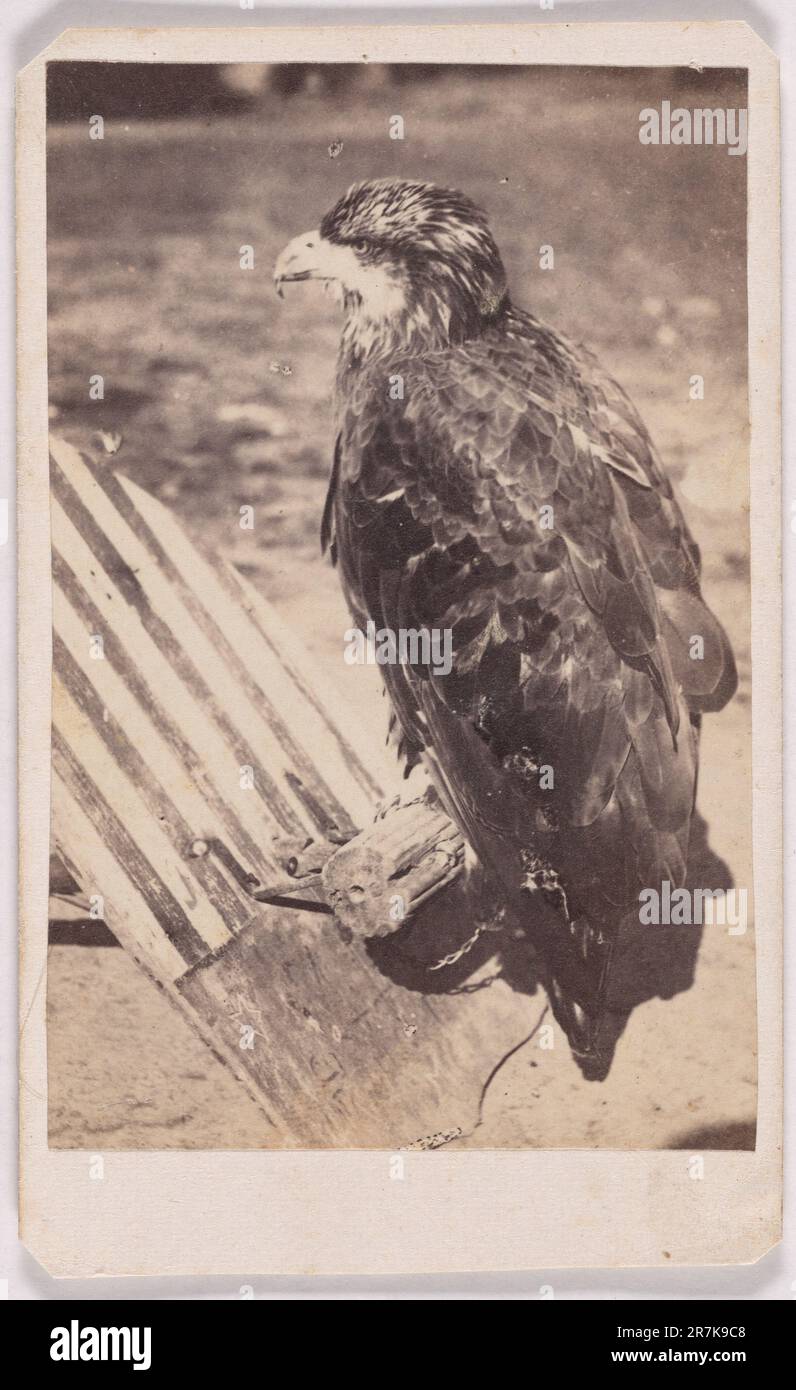 'Old Abe' Eagle of 8. Wisconsin Volunteers n.d.a Stockfoto