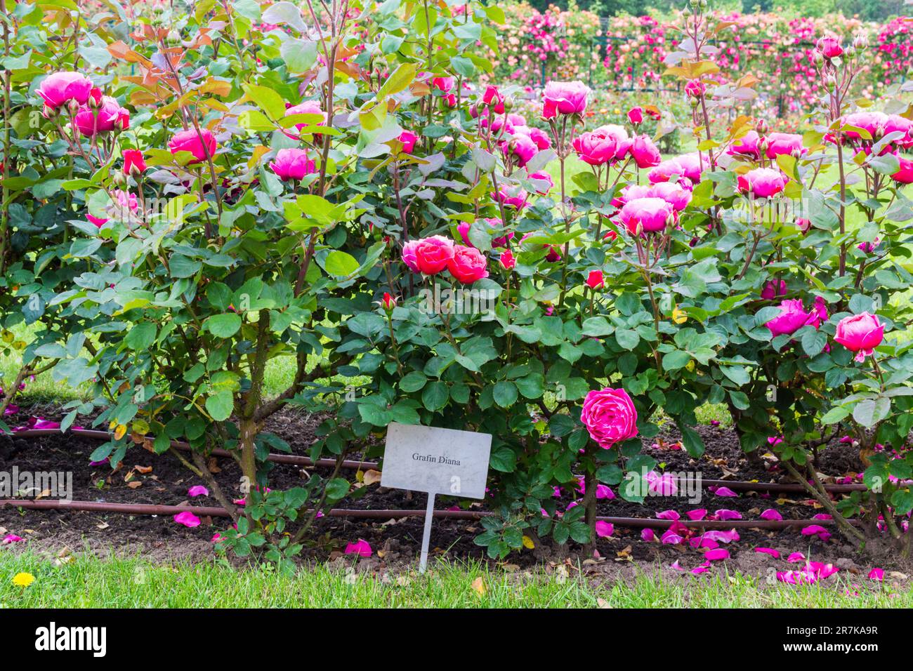 „Grafin Diana“ stieg in Gräfin Margit Cziraky Rose Garden auf, gegründet 1908, Esterhazy Palace, Fertod, Ungarn Stockfoto