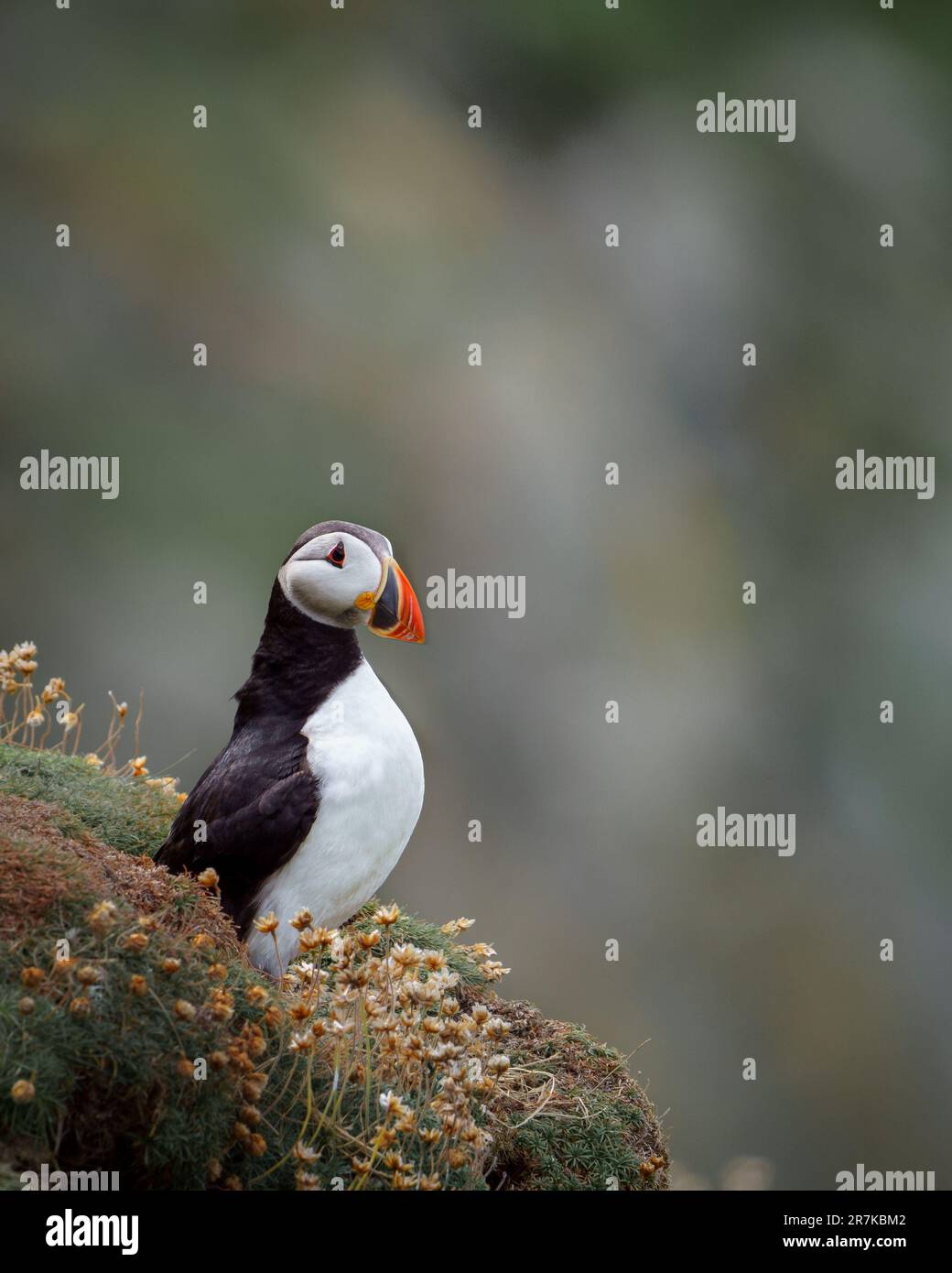 Ruhiger Puffin, der von einer Klippe aus den Horizont blickt Stockfoto