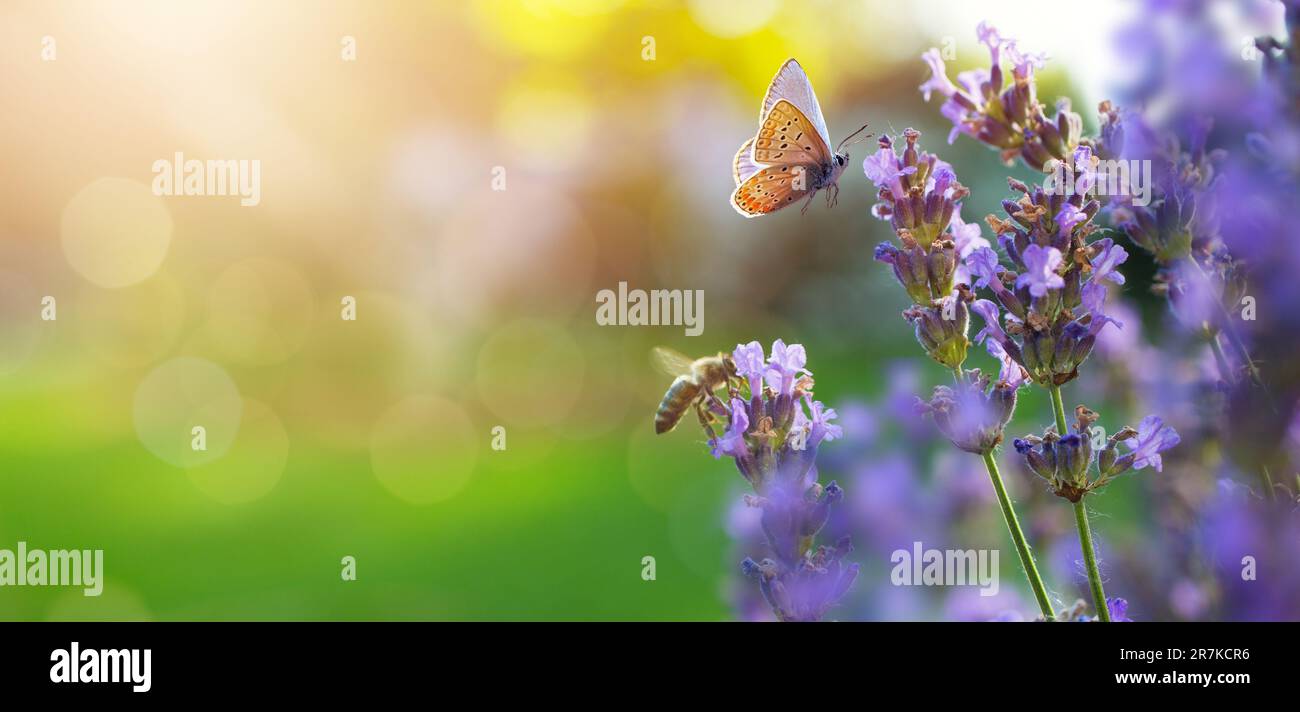 Sonniger Sommer mit Schmetterling und Lavendelblumen mit Sonnenlicht und Bokeh. Outdoor-Naturbanner; Kopierbereich Stockfoto