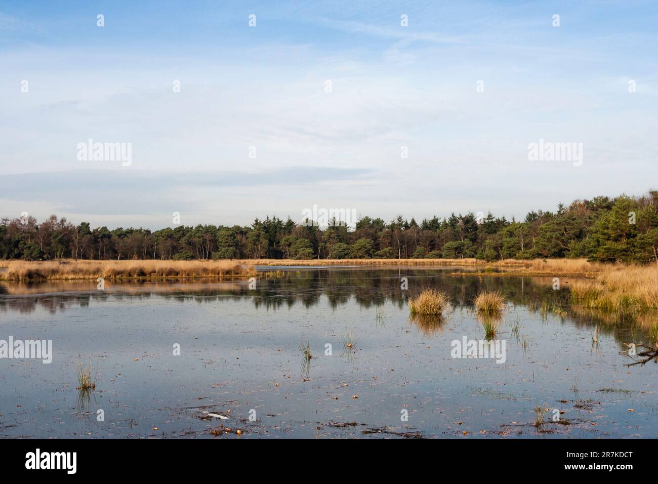 Uitzicht über Plas in Het Gooi in de herfst; Überblick über See in Het Gooi im Herbst Stockfoto