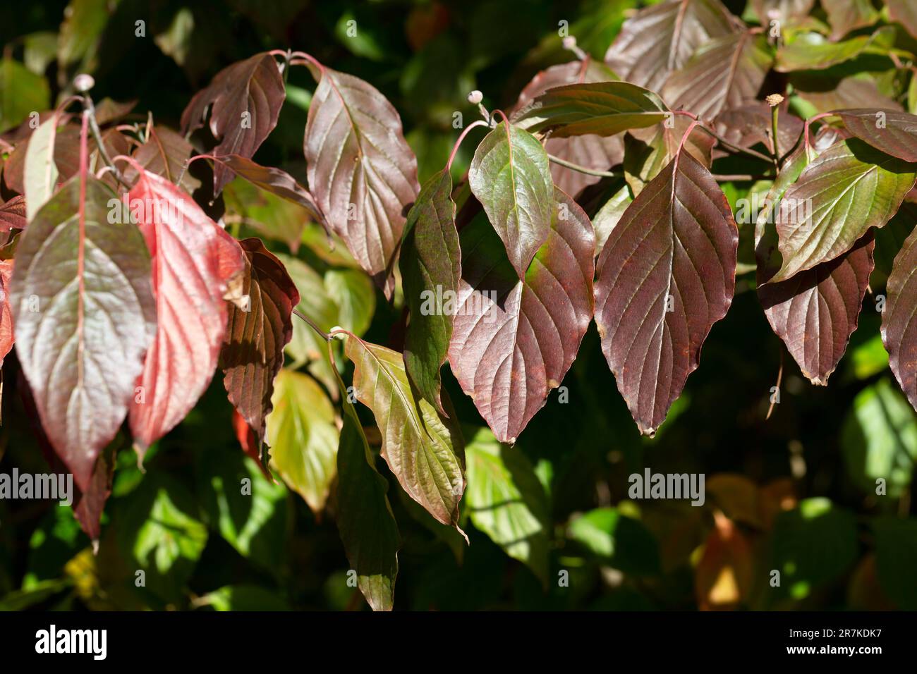 Dogwood Cornus sanguinea, Blatthintergrund, selektiver Fokus Stockfoto