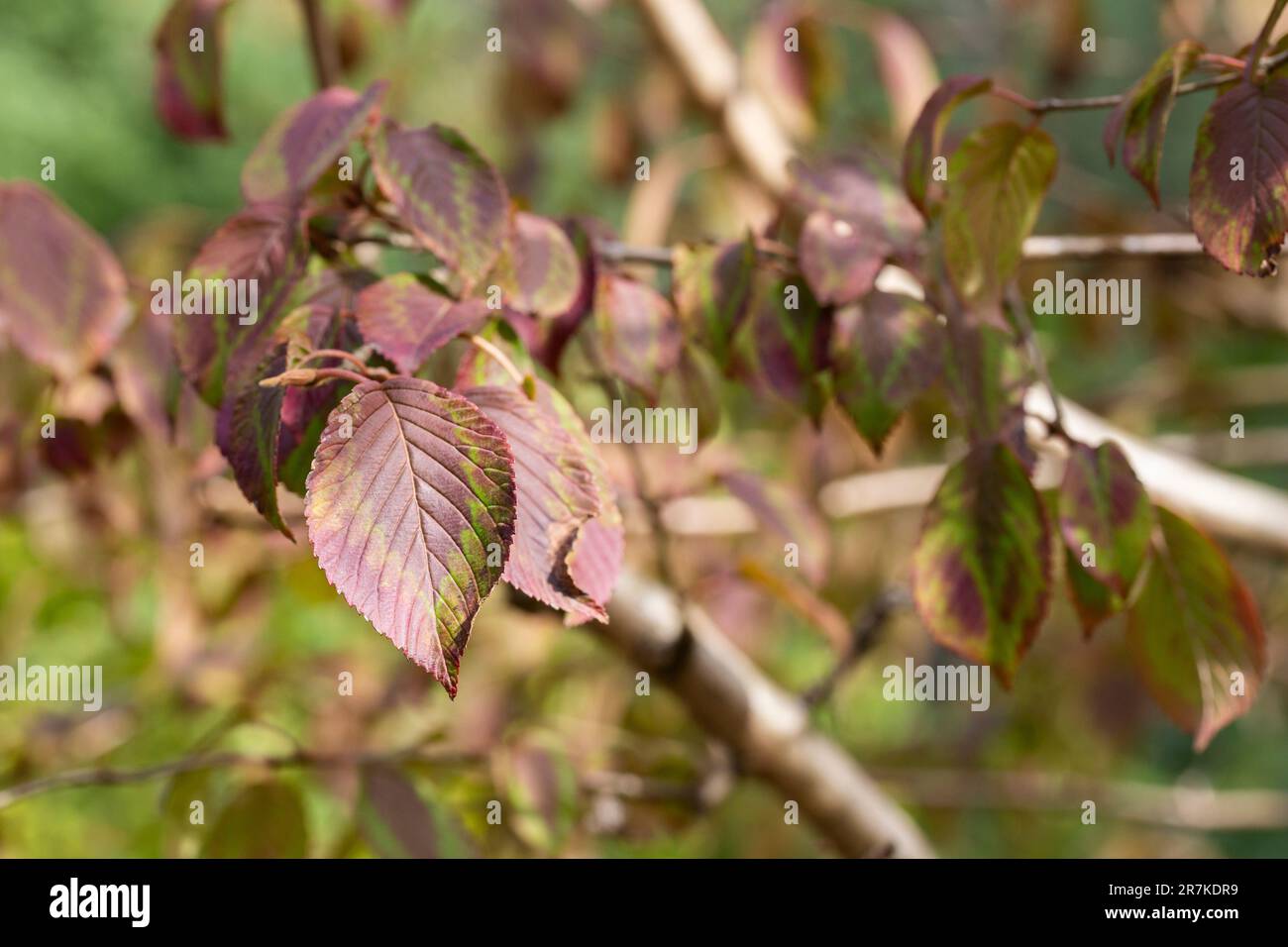 Dogwood Cornus sanguinea, Blatthintergrund, selektiver Fokus Stockfoto