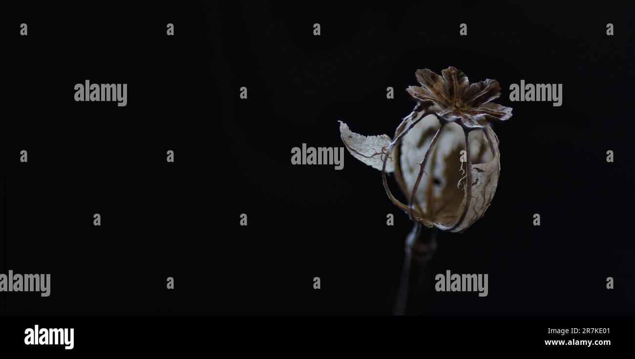 Eine schwarz trocknende Mohnblütenknospe auf schwarzem Hintergrund Stockfoto