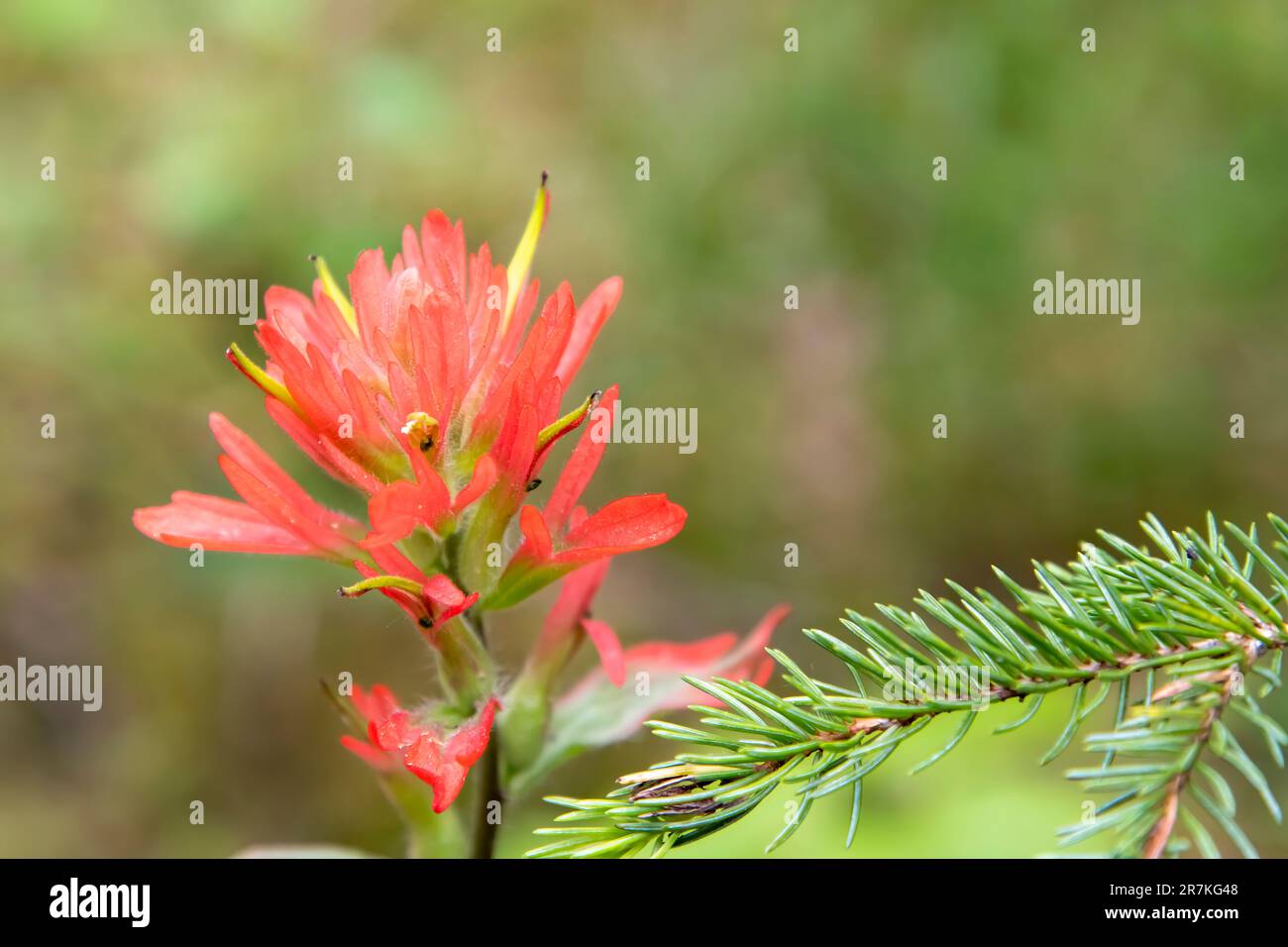 Nahaufnahme eines roten Castilleja, auch bekannt als indischer Paintbrush oder Präriefeuer, mit unscharfem grünen Hintergrund und einem kleinen Zweig Kiefernbaum davor Stockfoto