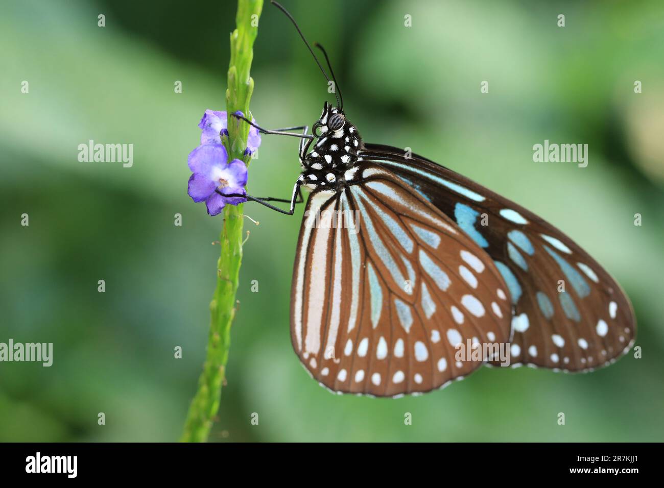 Blaues gepunktetes Milchkraut oder Blauer Tiger-Schmetterling, ein wunderschöner bunter Schmetterling, der auf den blauen Blumen im Garten ruht Stockfoto