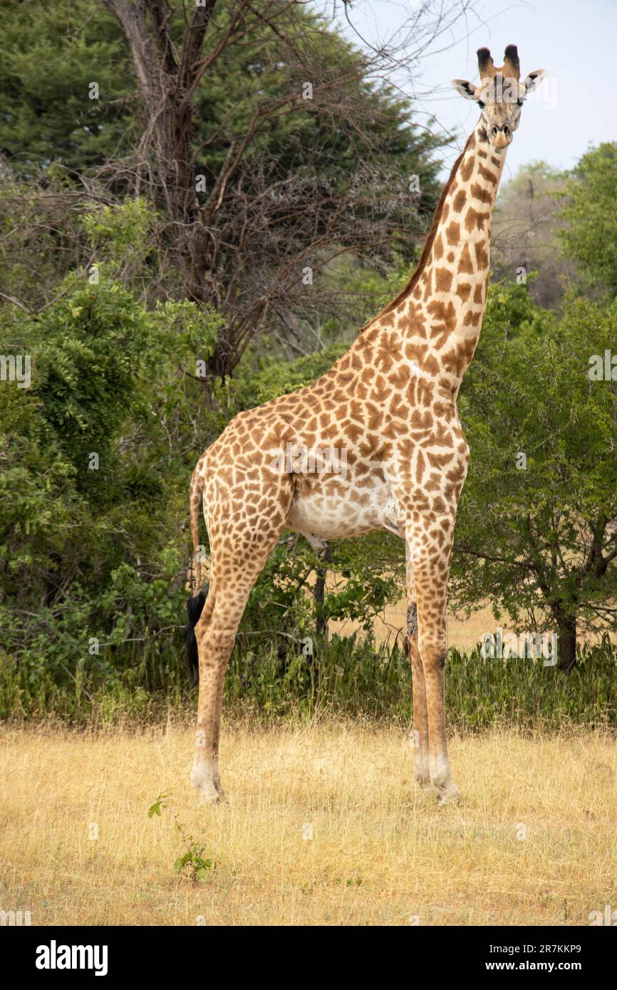 Das unverwechselbare Muster der Masai Giraffe. Die dunkleren Bereiche sind inzwischen bekannt als eine ausgeklügelte Thermoregulationsanpassung, die mit dem Blut verbunden ist. Stockfoto