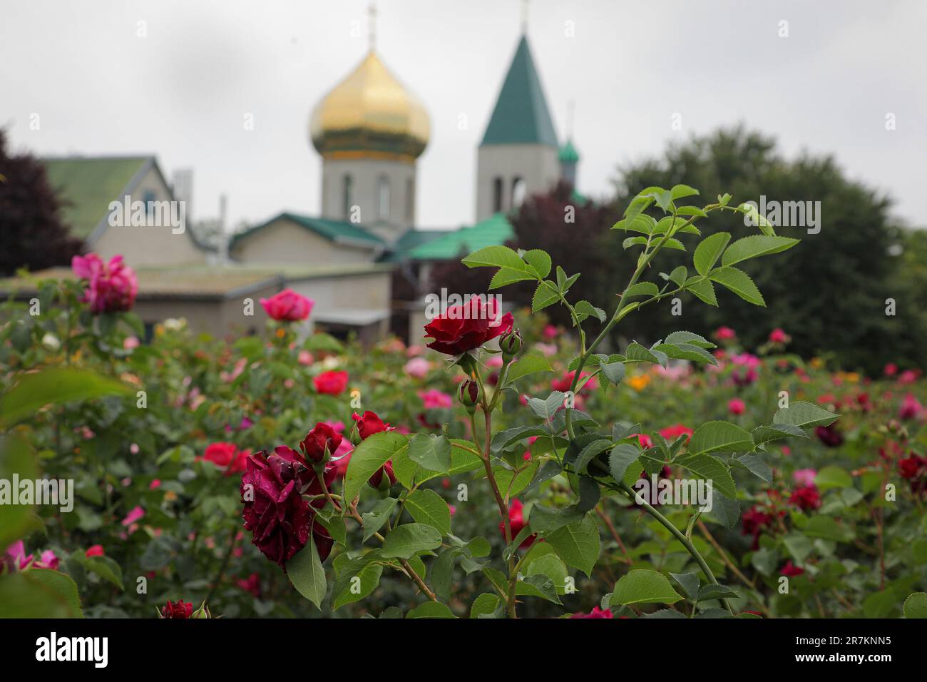 TROIANDOVE, UKRAINE - 13. JUNI 2023 - Rosen wachsen auf einer Plantage im Dorf Troiandove, Odesa Region, Süd-Ukraine. Stockfoto