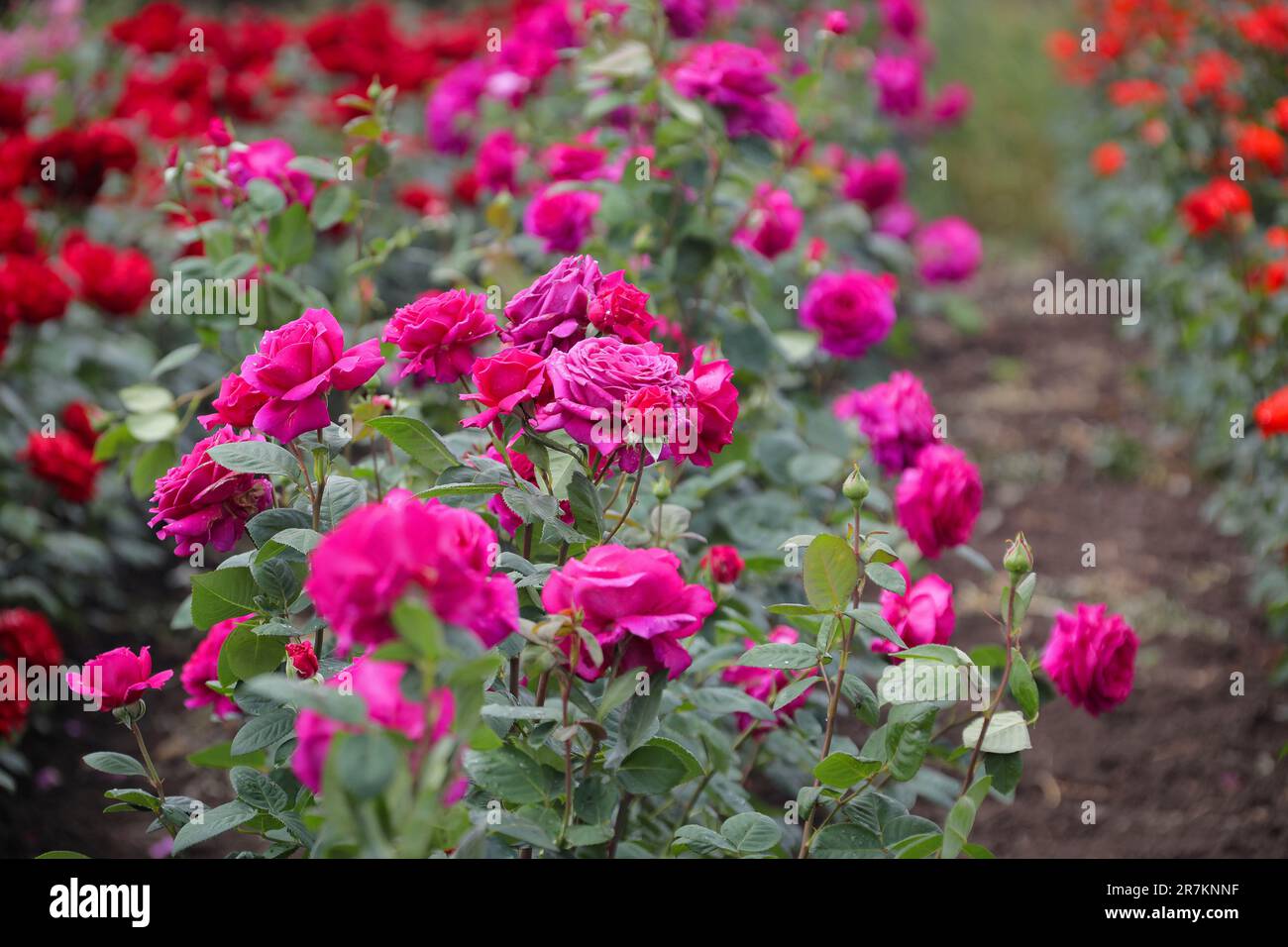 TROIANDOVE, UKRAINE - 13. JUNI 2023 - Rosen wachsen auf einer Plantage im Dorf Troiandove, Odesa Region, Süd-Ukraine. Stockfoto