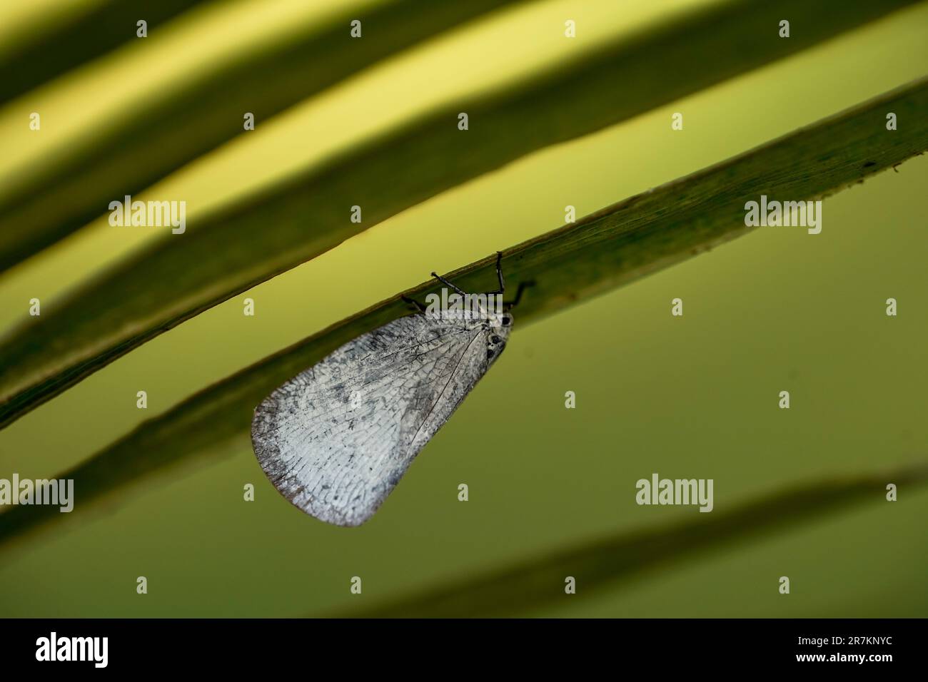 Nahaufnahme von Butterfly on Leaf - Eine ruhige Symphonie von Weiß und Grün Stockfoto