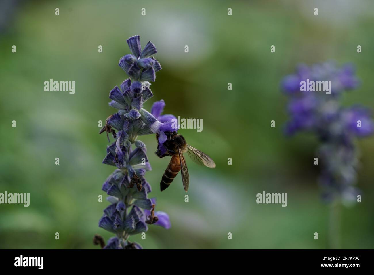 Die Geduld der Natur: Biene auf Lavendelblume Stockfoto