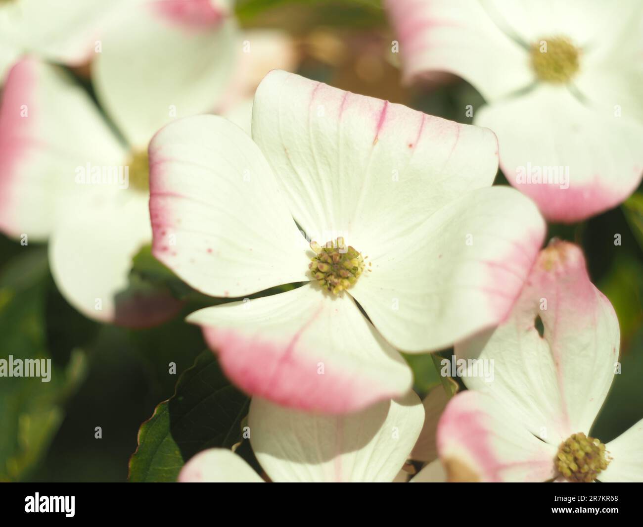 Cornus Florida 'Cherokee Princess' Hundehai Stockfoto