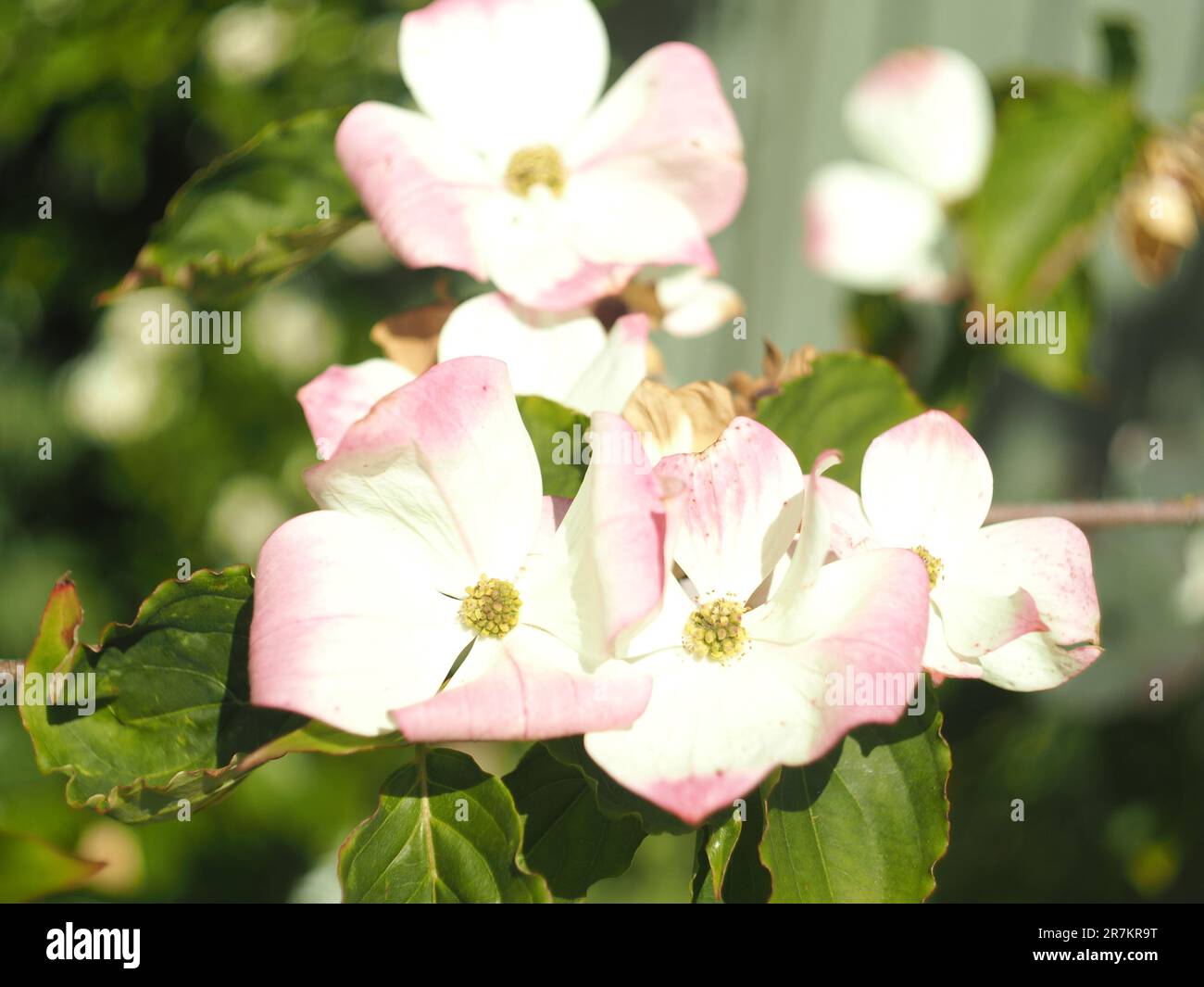 Cornus Florida 'Cherokee Princess' Hundehai Stockfoto