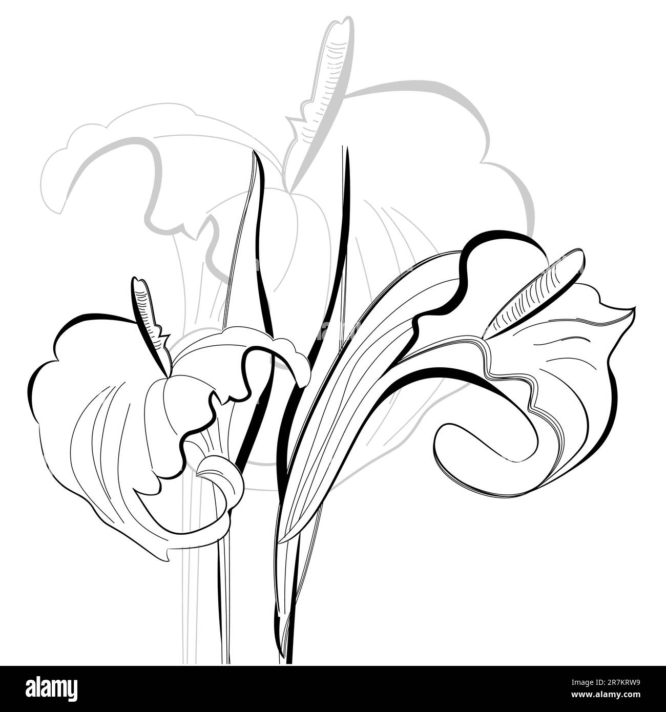 Einfarbige Illustration, Calla Lilien Blumen Stock Vektor