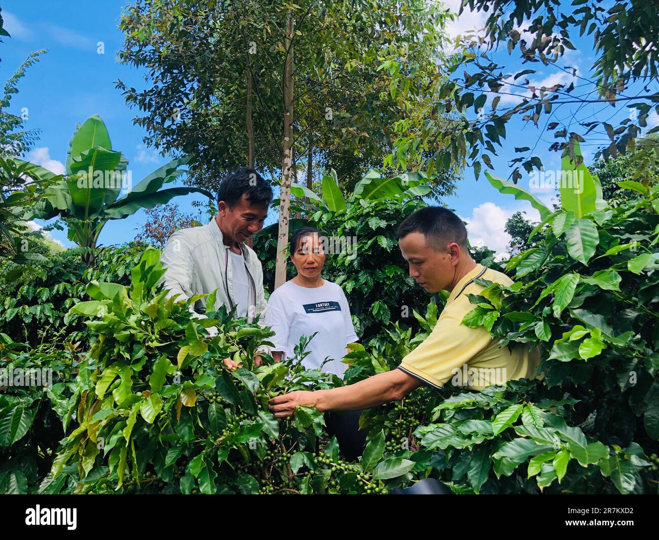 Pu'er. 16. Juni 2023. Auf diesem unversehenen Dateifoto sehen Sie Wang Wandong (R), den Spitznamen „Coffee Doctor“, und den Kaffeebauern Cai Qingkai (L), der in einem Kaffeebohnenfeld in Pu'er, Provinz Yunnan im Südwesten Chinas, arbeitet. Mitte Juni taucht Pu'er City in der Provinz Yunnan im Südwesten Chinas in das fesselnde Aroma von Kaffeeblühen ein, und dieser Zeitraum hat eine immense Bedeutung für das Wachstum von Kaffeebohnen. ZU „Across China: Meet the „Coffee Doctor“ von Yunnans aufstrebender Kaffeebranche“: Xinhua/Alamy Live News Stockfoto