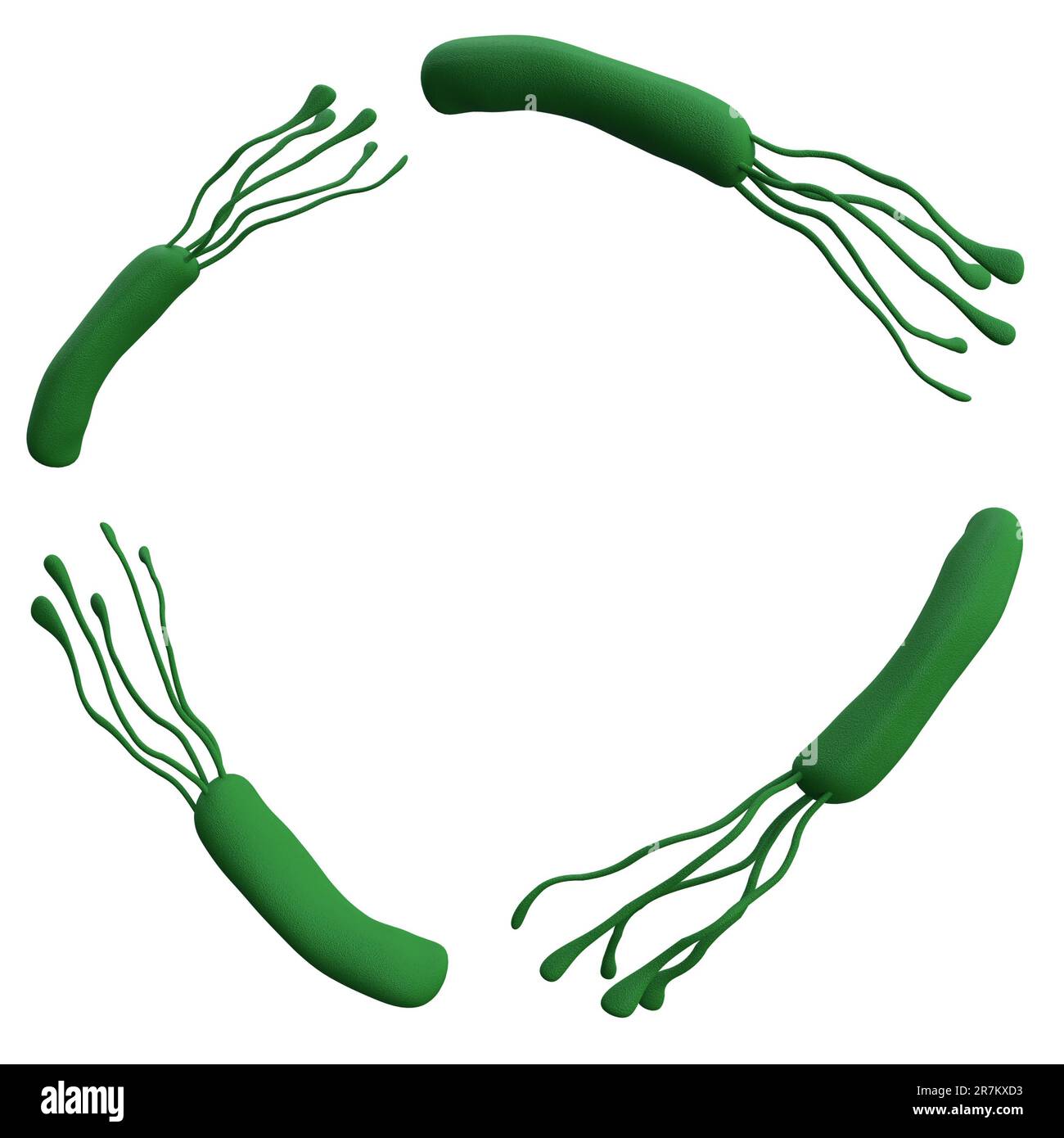 Helicobacter pylori Bacteria 3D gibt einen realistischen Rahmen mit Platzierung für Text wieder. Isoliert mit Beschneidungspfad. Mikrobiologische Gesundheit menschliche Illustration Stockfoto