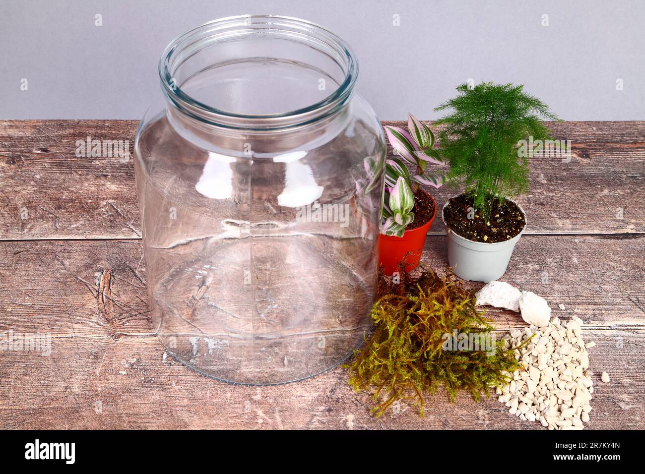 Glasgefäß und Zimmerpflanzen für einen Terrariengarten im Innenbereich Stockfoto