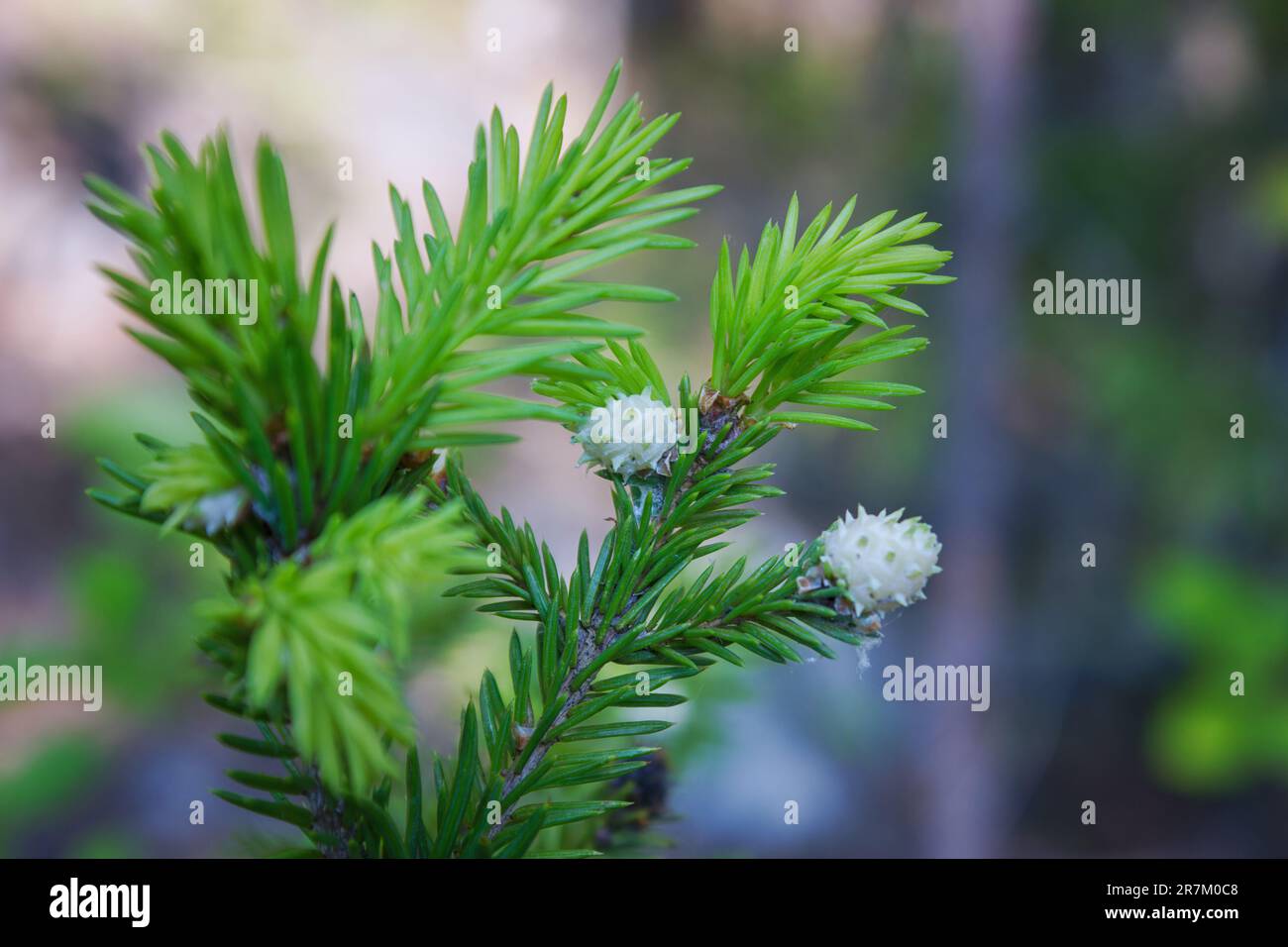 Gallen an Fichtenschnitten durch Gallenblüte der grünen Fichte Sacchiphantes viridis Synonyme: Chermes viridis, Sacchiphantes abietis viridis an den Nadeln Stockfoto