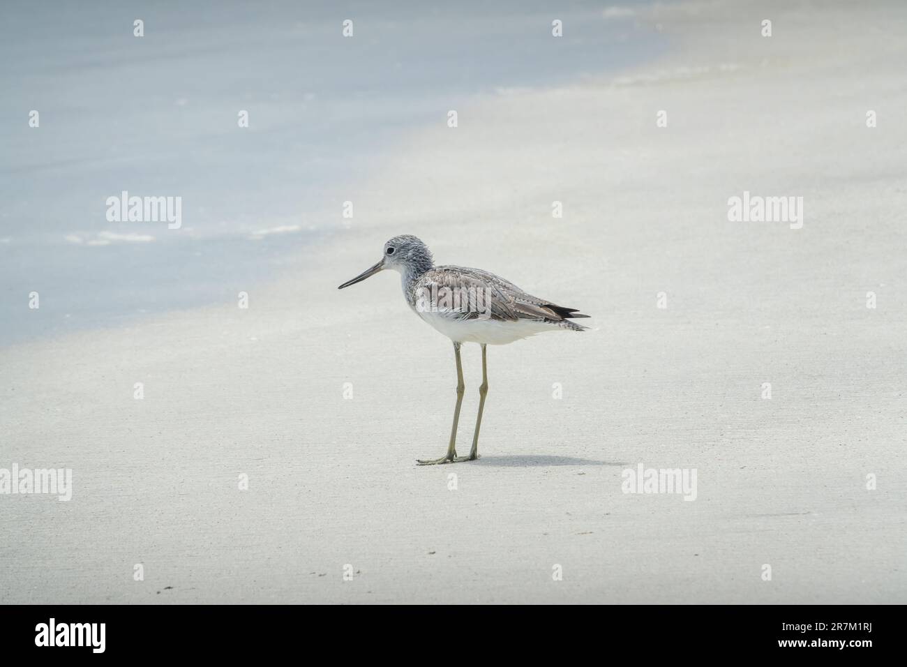 Gemeine Grünschenkel (Tringa nebularia) am Strand in Salalah, Gouvernement Dhofar, Oman. Stockfoto