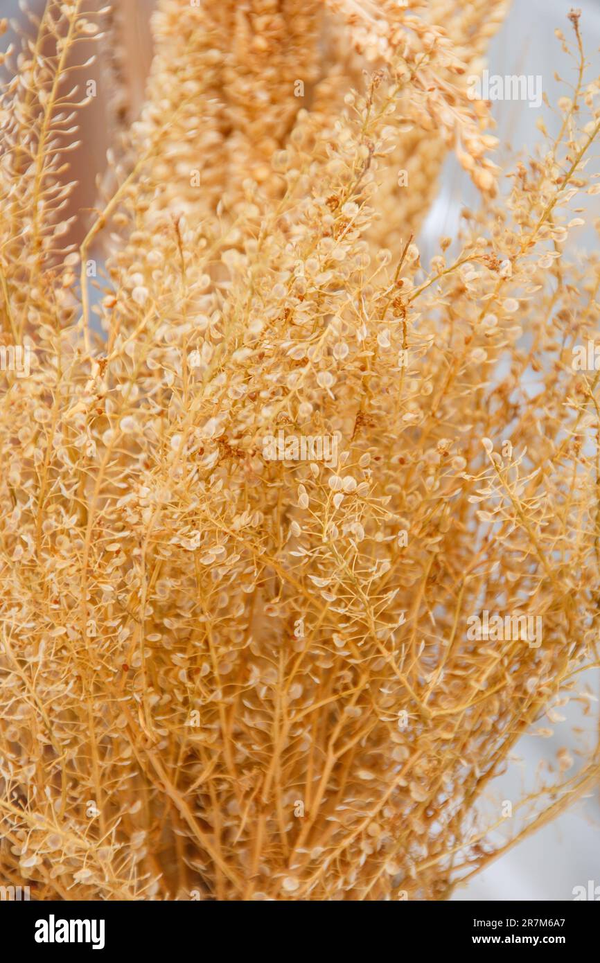 Getrockneter Weizen zur Dekoration auf einem weißen Tisch. Stockfoto
