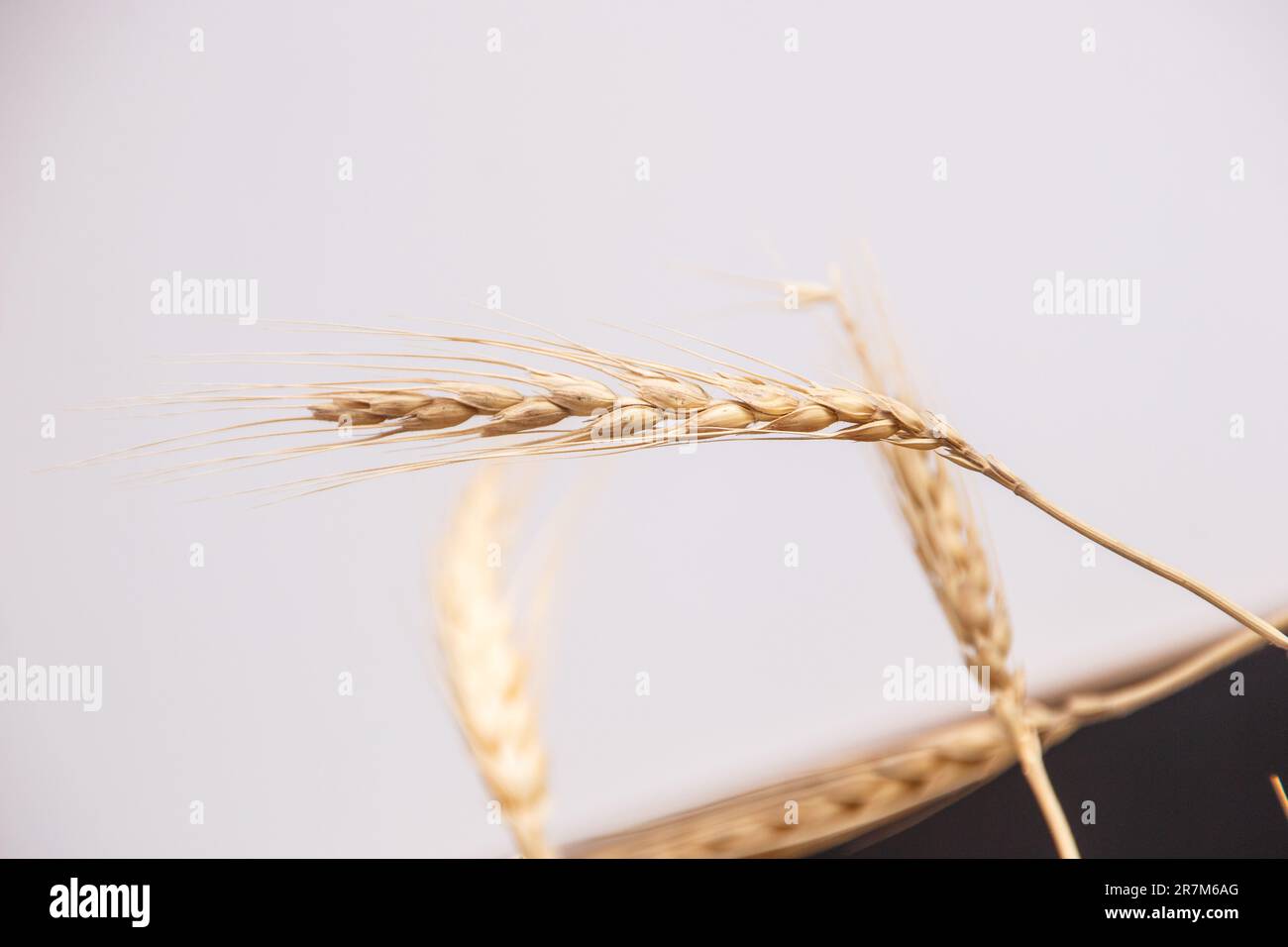 Getrockneter Weizen zur Dekoration auf einem weißen Tisch. Stockfoto