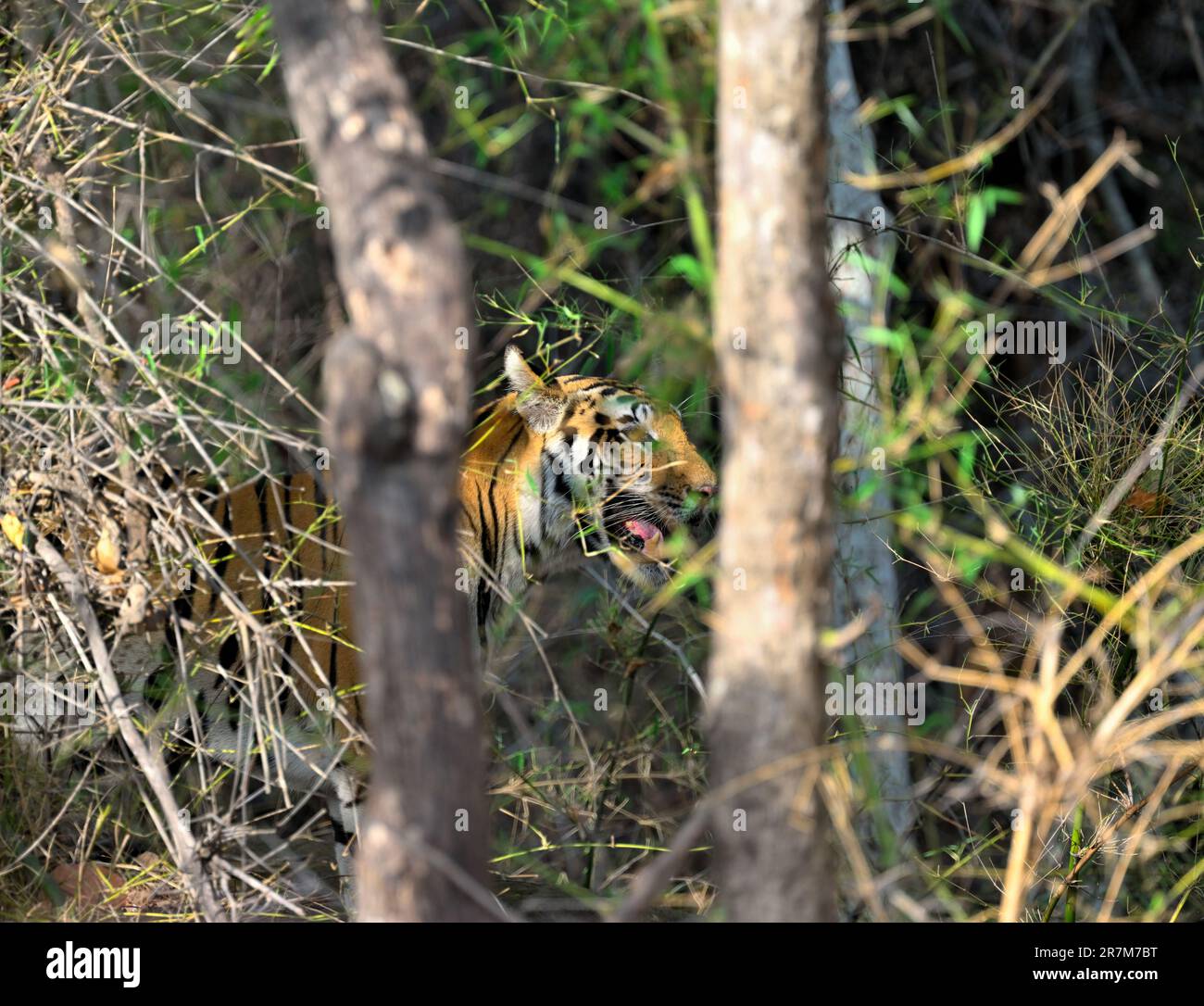 Bandhavgarh | Grünäugiger Tiger hinter den Büschen Stockfoto