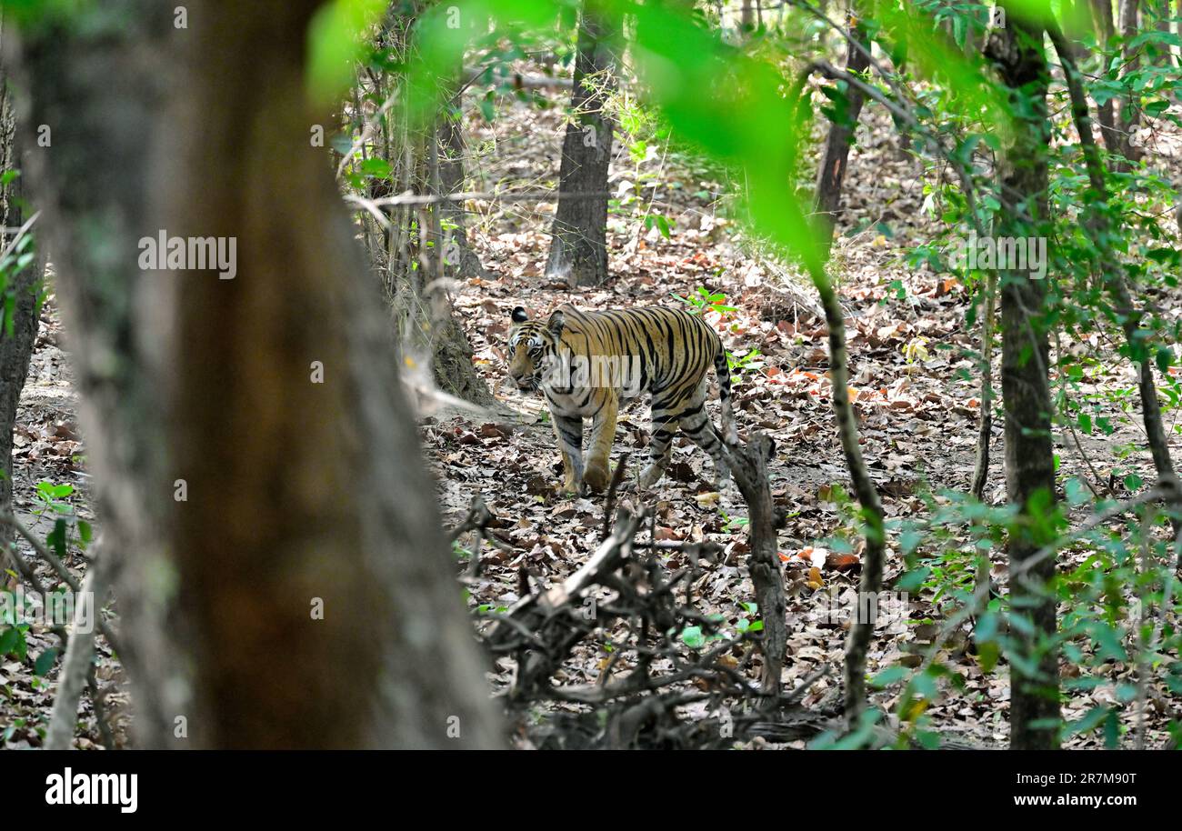 Der Tiger wurde aus dem Dschungel von Bandhavgarh in Bewegung gesetzt Stockfoto